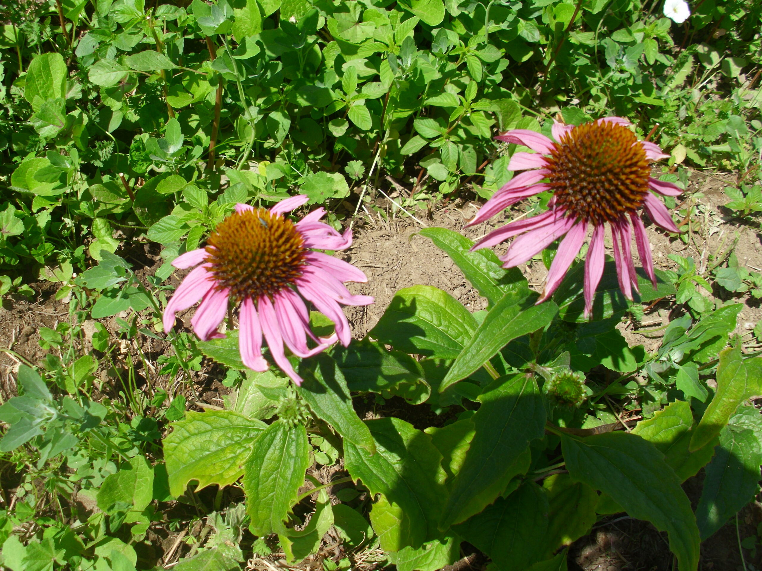 Plantas Medicinales AntivÍricas • Rincón Silvestre 7668